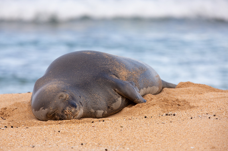 A gray seal sleeps on the sand by the ocean.