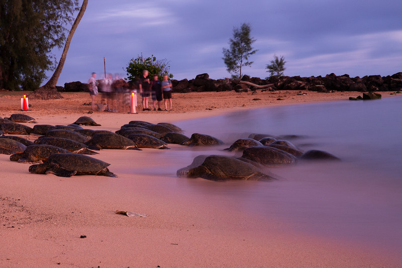 People stand on the beach and observe a group of sea turtles resting on the sand.