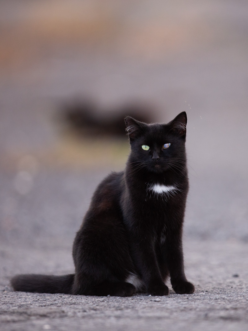 A black cat with a white spot on its chest sits on pavement.