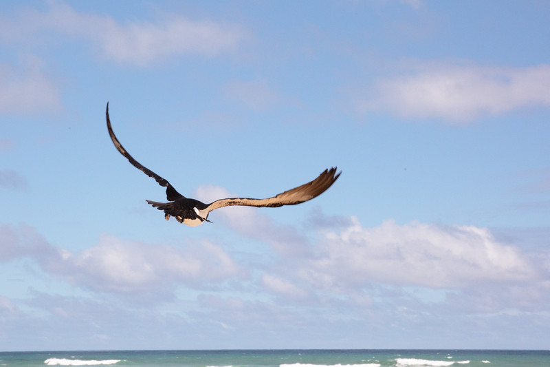 A bird with wings outstretched flies through a blue sky.
