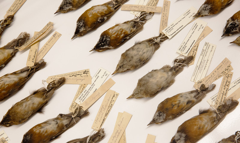 A group of small taxidermy birds each tagged by the feet with handwritten labels.