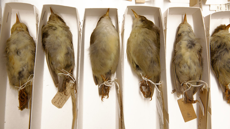 Small taxidermy birds with handwritten labels tied to their feet with string.