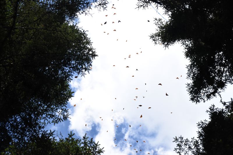 Butterflies flying between trees, seen from below against white clouds and blue sky.