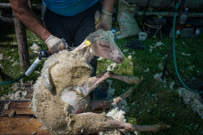 A sheep is restrained and looks uncomfortable as a worker sheers off their hair. 