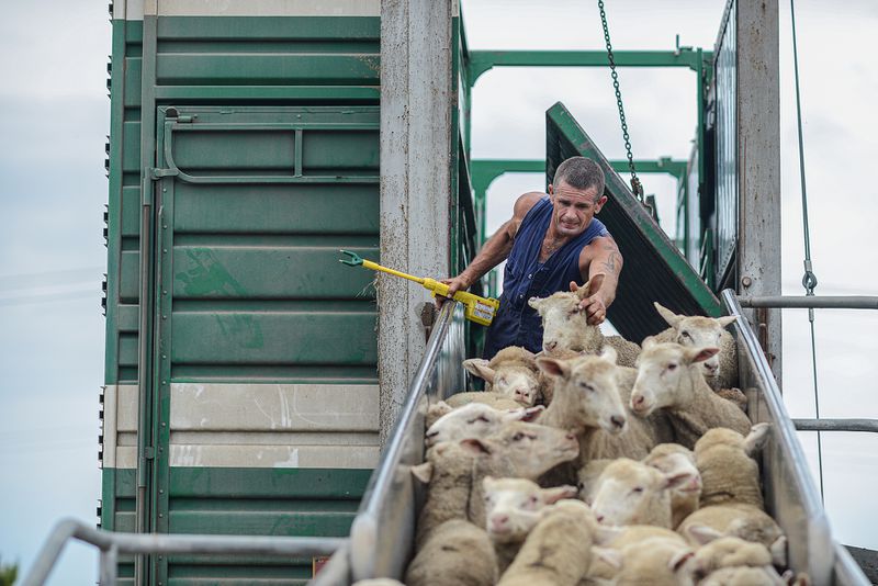 A worker holding an electric prod stands behind a crowd of sheep and herds them down a narrow metal bridge onto a truck