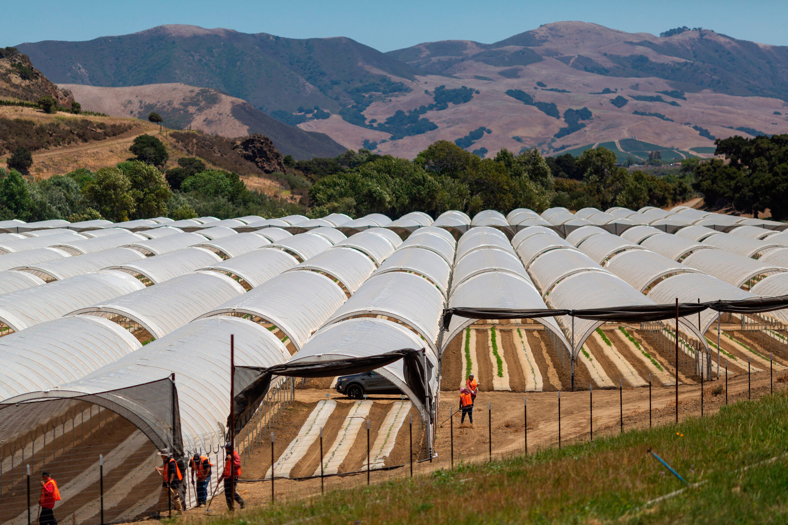 A cannabis growing operation is seen in the Santa Ynez Valley northwest of Santa Barbara, Calif., on Aug. 6, 2019.