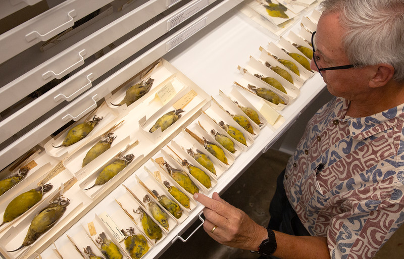 A man with gray hair and glasses looks down at a drawer of taxidermy yellow and green birds.