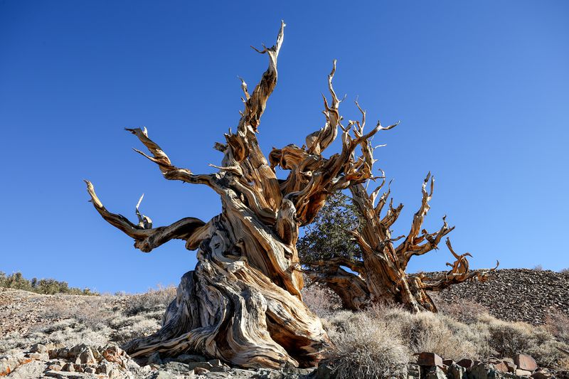 A squat and gnarled tree with bark that twists unusually grows on arid land, photographed on November 28, 2021. 