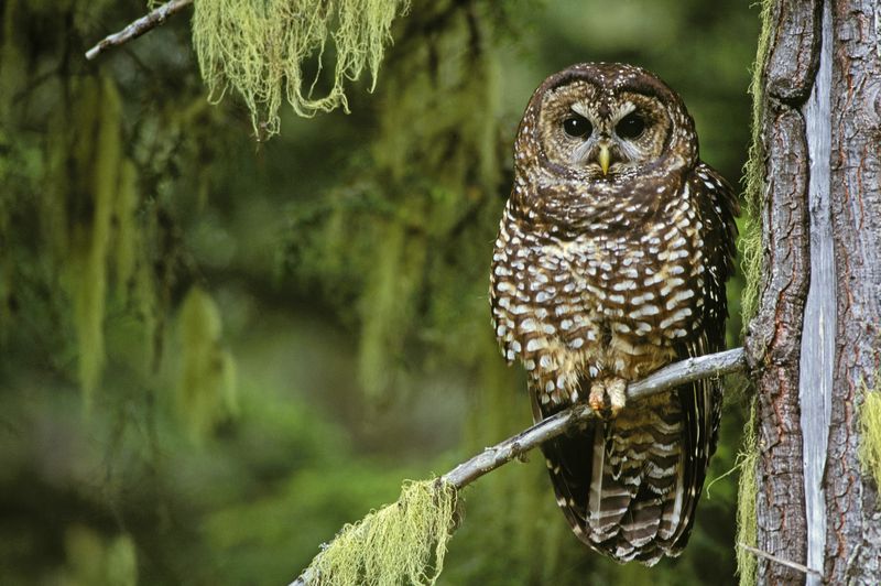 A spotted owl sitting in a tree.