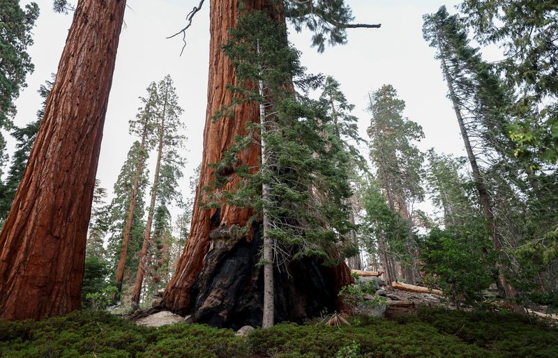 Fir trees grow beside giant red-barked sequoia trees, one of which has a black burn scar at its base from a wildfire. Photographed on August 25, 2022.