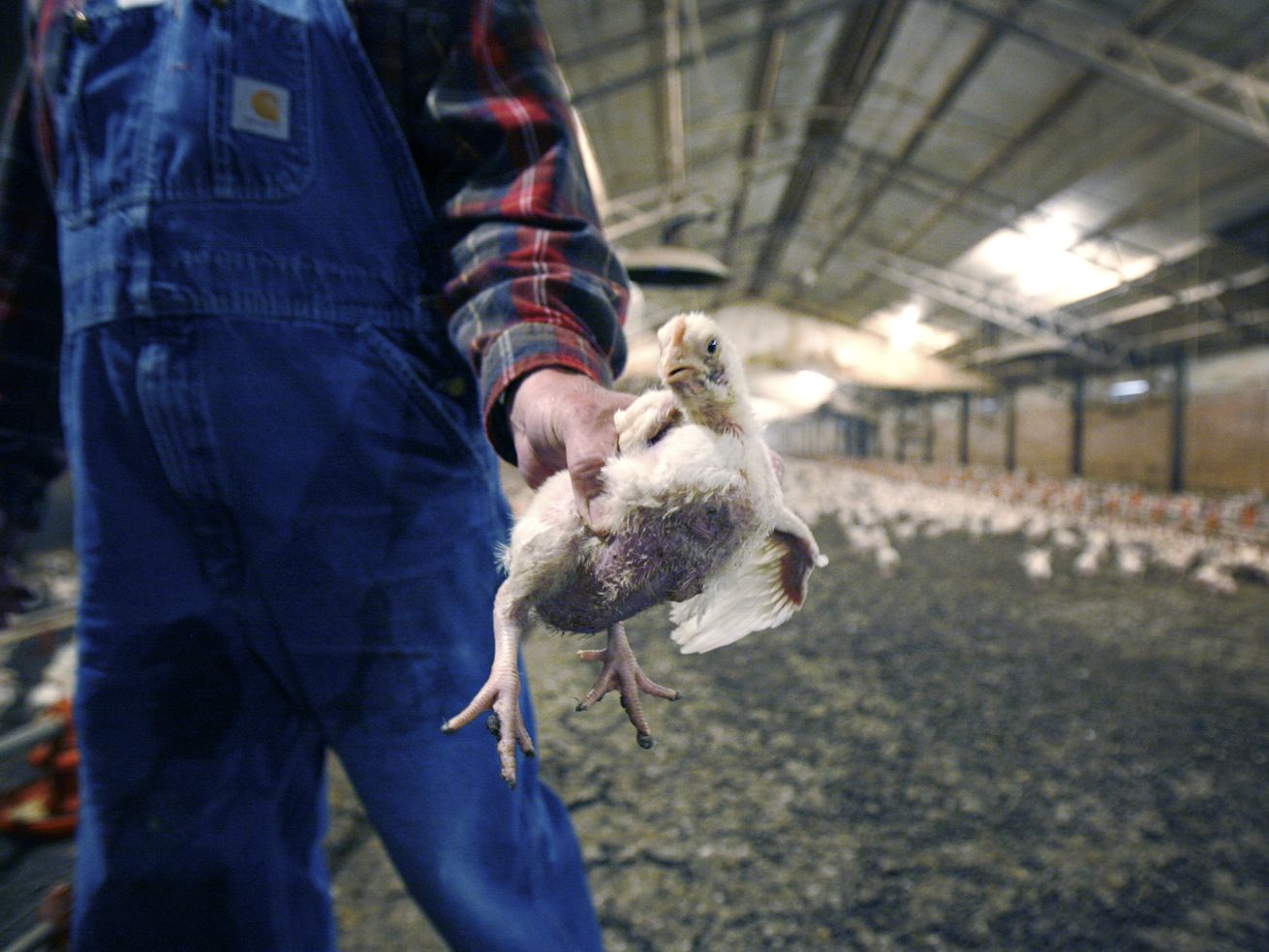 A chicken farmer is in the foreground, holding a medium-sized chicken to the camera. Behind the farmer, there are a few hundred chickens in a long barn.