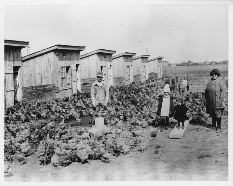 Two adults and two children stand among a couple hundred chickens outdoors. There’s a row of small barns nearby.