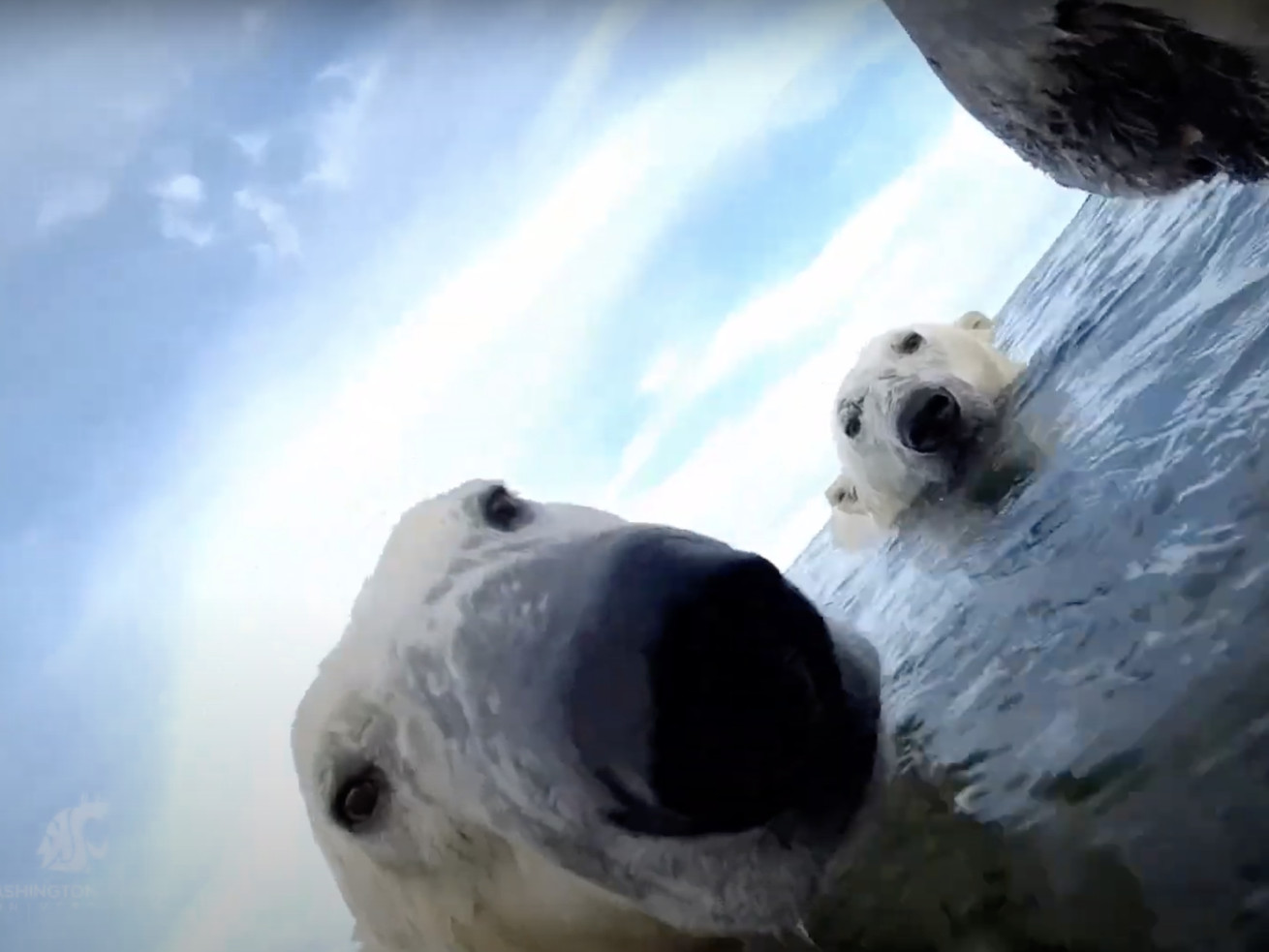 Two polar bears swimming with just their heads above water.